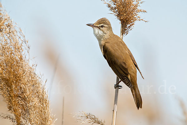 Drosselrohrsänger (Acrocephalus arundinaceus)