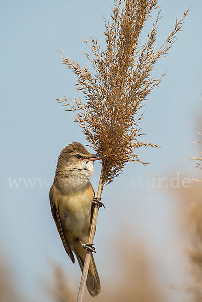 Drosselrohrsänger (Acrocephalus arundinaceus)