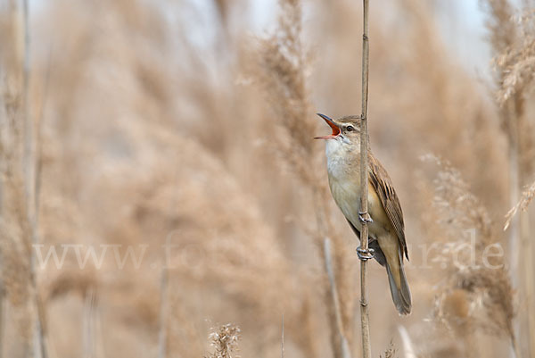 Drosselrohrsänger (Acrocephalus arundinaceus)