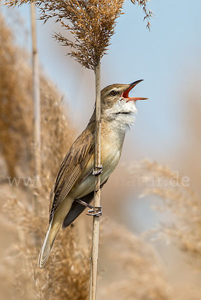 Drosselrohrsänger (Acrocephalus arundinaceus)