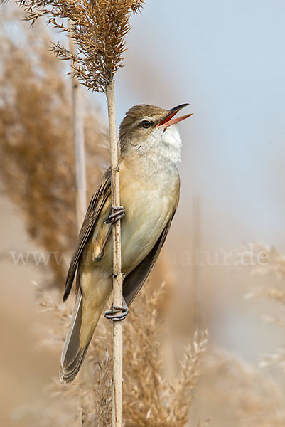 Drosselrohrsänger (Acrocephalus arundinaceus)