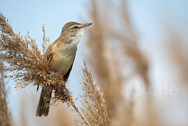 Drosselrohrsänger (Acrocephalus arundinaceus)