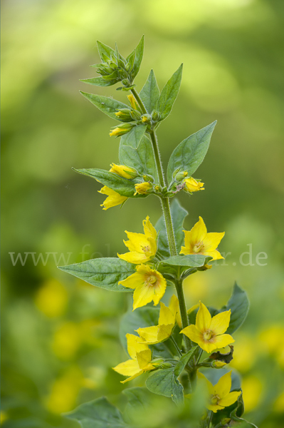 Drüsiger Gilbweiderich (Lysimachia punctata)