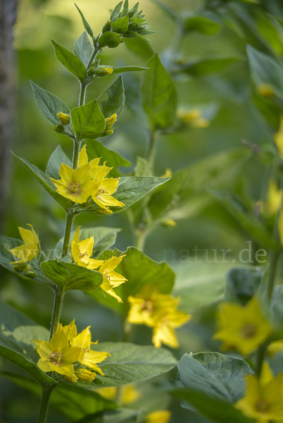 Drüsiger Gilbweiderich (Lysimachia punctata)