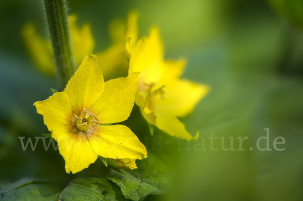 Drüsiger Gilbweiderich (Lysimachia punctata)