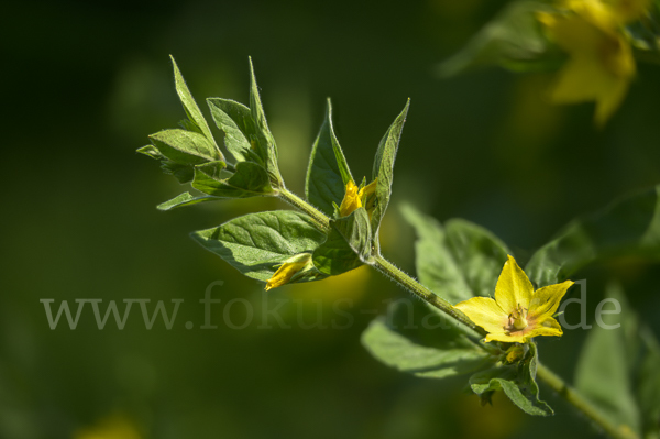 Drüsiger Gilbweiderich (Lysimachia punctata)