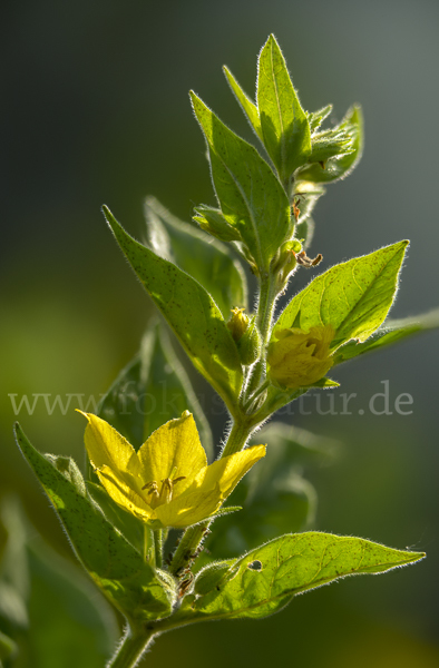 Drüsiger Gilbweiderich (Lysimachia punctata)