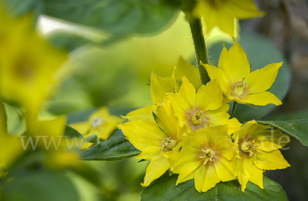 Drüsiger Gilbweiderich (Lysimachia punctata)