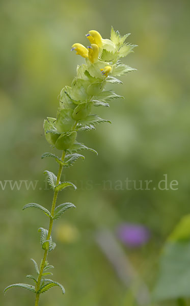 Drüsiger Klappertopf (Rhinanthus rumelicus)