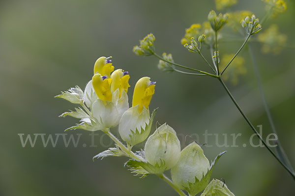 Drüsiger Klappertopf (Rhinanthus rumelicus)