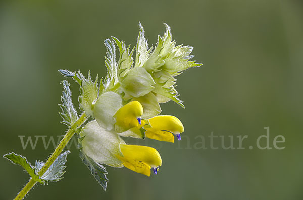 Drüsiger Klappertopf (Rhinanthus rumelicus)