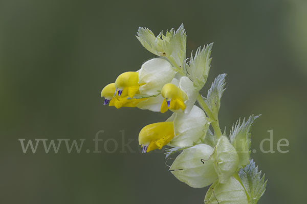 Drüsiger Klappertopf (Rhinanthus rumelicus)