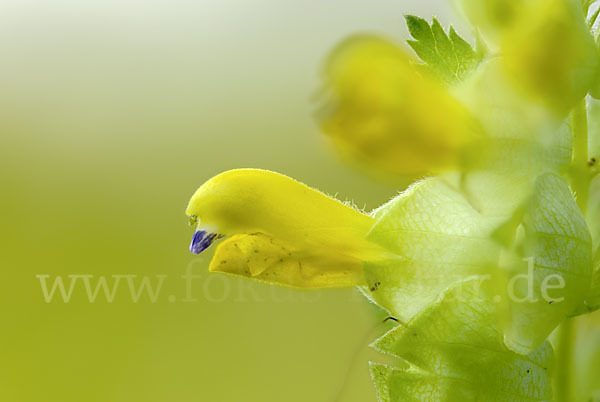 Drüsiger Klappertopf (Rhinanthus rumelicus)