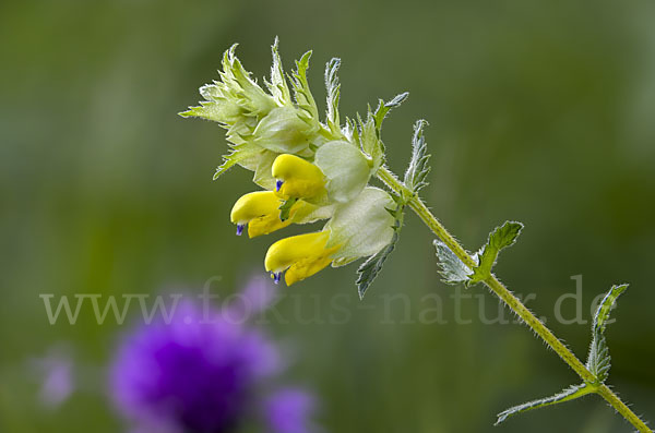 Drüsiger Klappertopf (Rhinanthus rumelicus)