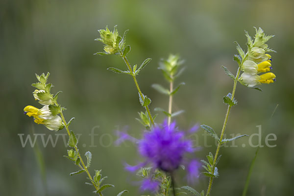 Drüsiger Klappertopf (Rhinanthus rumelicus)