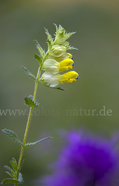 Drüsiger Klappertopf (Rhinanthus rumelicus)