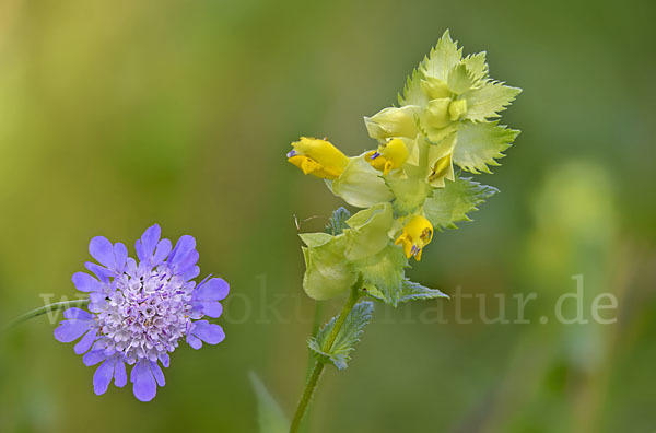 Drüsiger Klappertopf (Rhinanthus rumelicus)