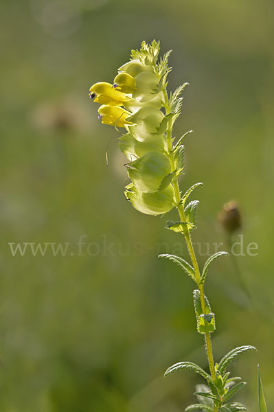 Drüsiger Klappertopf (Rhinanthus rumelicus)