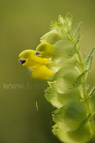 Drüsiger Klappertopf (Rhinanthus rumelicus)