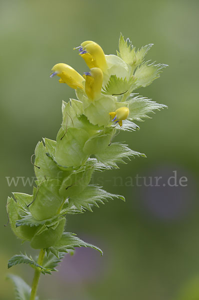 Drüsiger Klappertopf (Rhinanthus rumelicus)