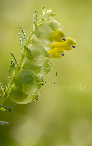 Drüsiger Klappertopf (Rhinanthus rumelicus)