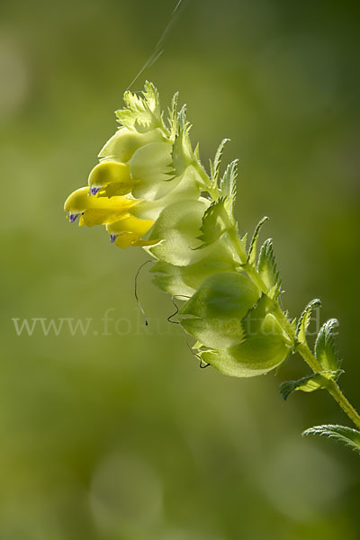 Drüsiger Klappertopf (Rhinanthus rumelicus)