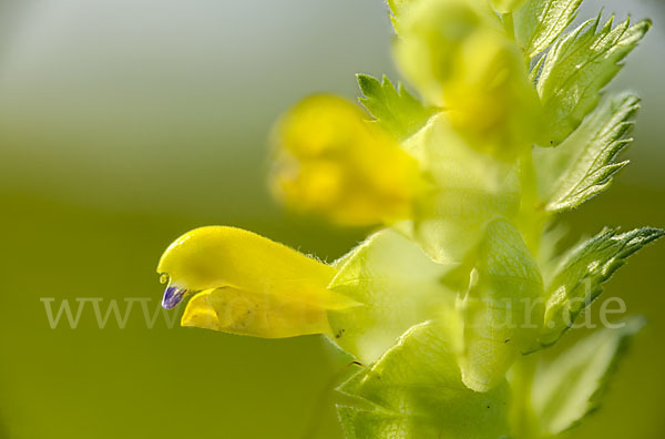 Drüsiger Klappertopf (Rhinanthus rumelicus)