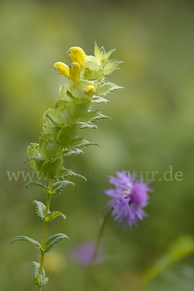 Drüsiger Klappertopf (Rhinanthus rumelicus)