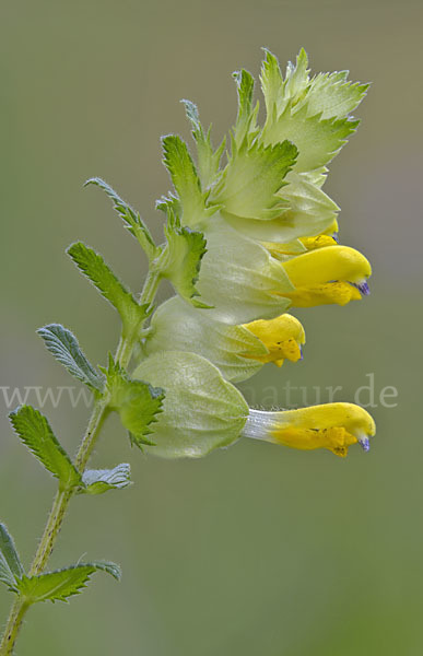 Drüsiger Klappertopf (Rhinanthus rumelicus)