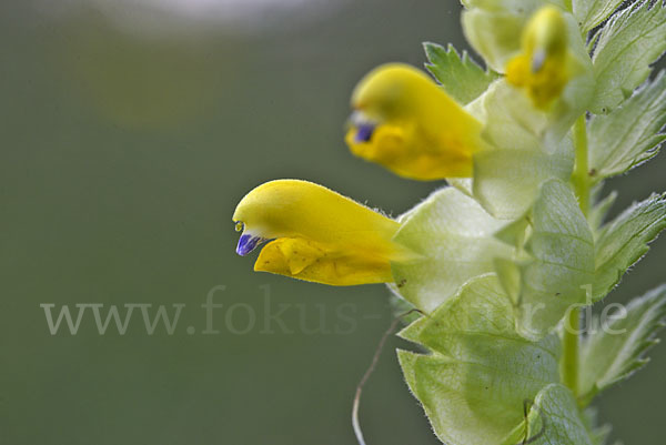 Drüsiger Klappertopf (Rhinanthus rumelicus)