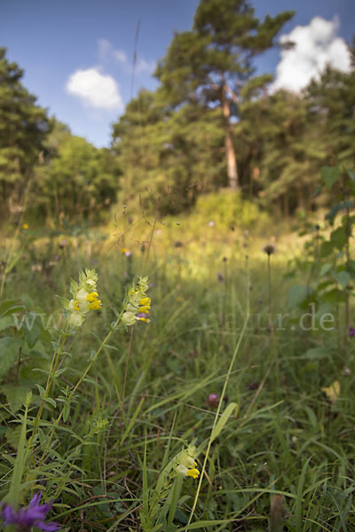 Drüsiger Klappertopf (Rhinanthus rumelicus)