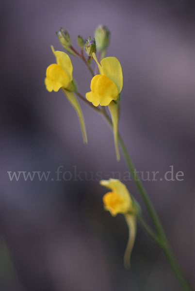 Drüsiges Leinkraut (Linaria viscosa)