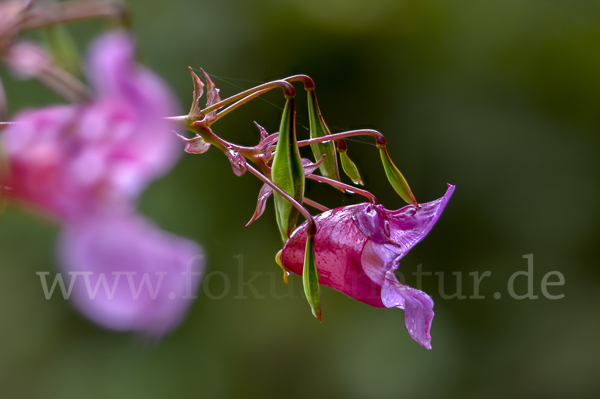 Drüsiges Springkraut (Impatiens glandulifera)