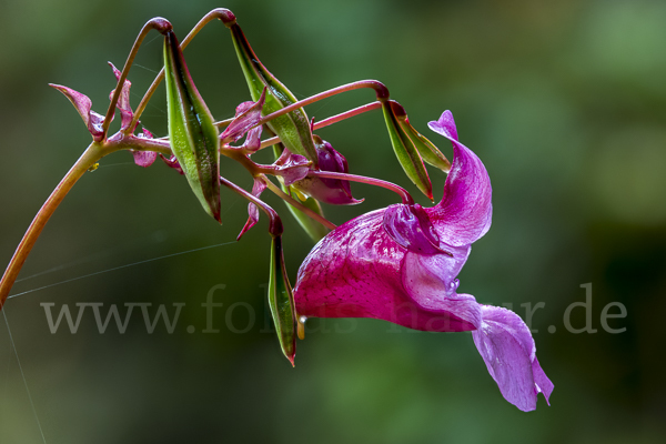 Drüsiges Springkraut (Impatiens glandulifera)