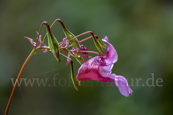 Drüsiges Springkraut (Impatiens glandulifera)