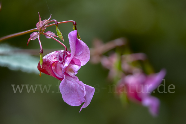 Drüsiges Springkraut (Impatiens glandulifera)