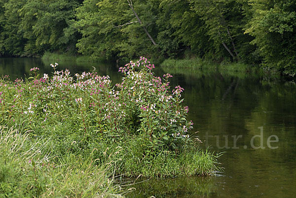 Drüsiges Springkraut (Impatiens glandulifera)