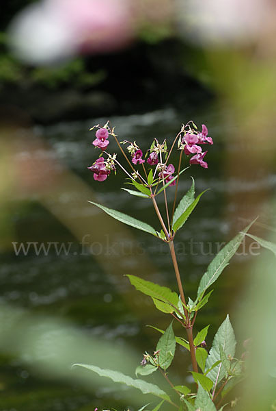 Drüsiges Springkraut (Impatiens glandulifera)