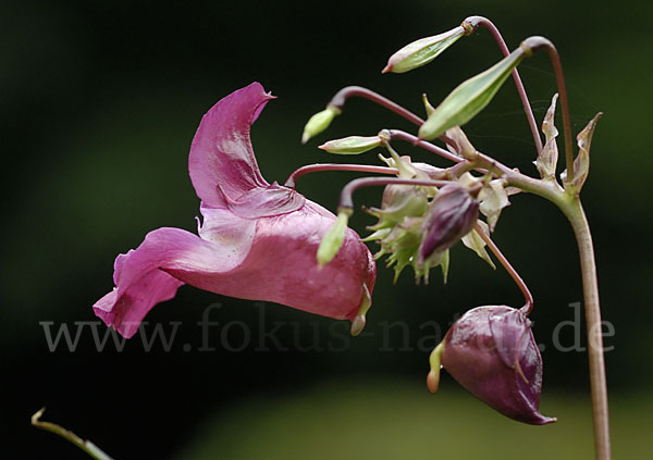 Drüsiges Springkraut (Impatiens glandulifera)