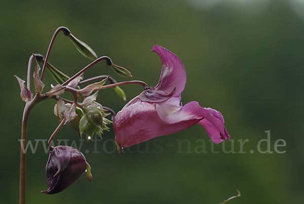 Drüsiges Springkraut (Impatiens glandulifera)