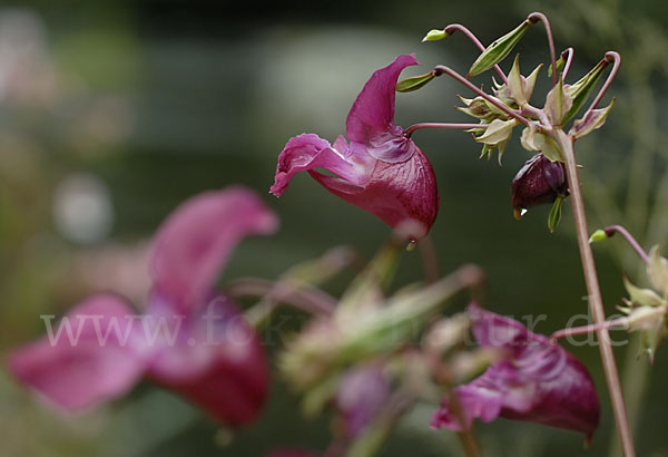 Drüsiges Springkraut (Impatiens glandulifera)