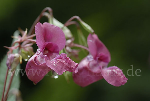 Drüsiges Springkraut (Impatiens glandulifera)