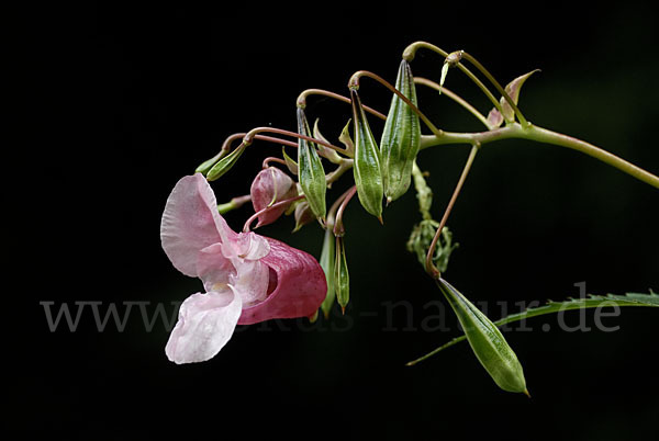 Drüsiges Springkraut (Impatiens glandulifera)