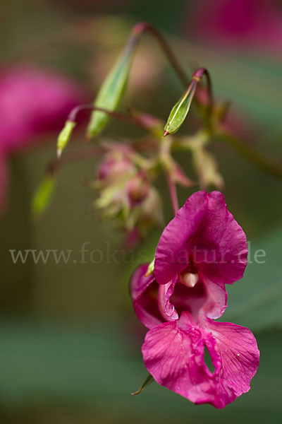 Drüsiges Springkraut (Impatiens glandulifera)