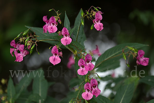 Drüsiges Springkraut (Impatiens glandulifera)