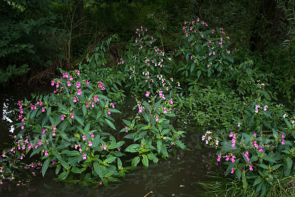 Drüsiges Springkraut (Impatiens glandulifera)