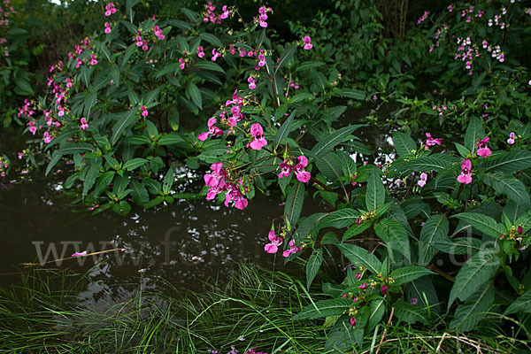 Drüsiges Springkraut (Impatiens glandulifera)