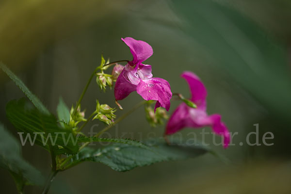 Drüsiges Springkraut (Impatiens glandulifera)