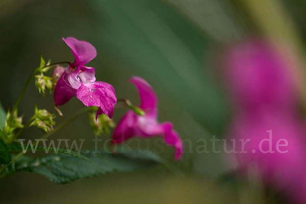 Drüsiges Springkraut (Impatiens glandulifera)