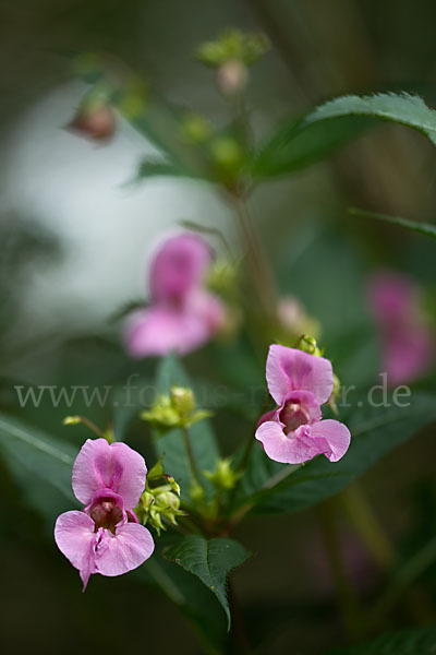 Drüsiges Springkraut (Impatiens glandulifera)